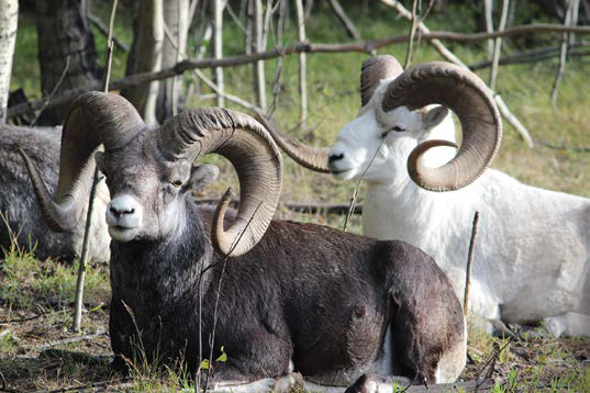 Les environs du centre d’information Tachäl Dhäl regroupent la plus grande concentration de mouflons de Dall au monde. - Camping Caravaning