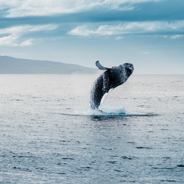 Viens voir la mer! - FQCC