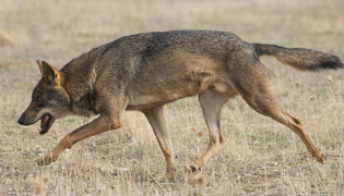 Un loup tire une fillette hors de sa tente au camping