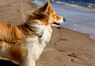 Marcher sur la Côte-Nord avec son chien - Camping Caravaning