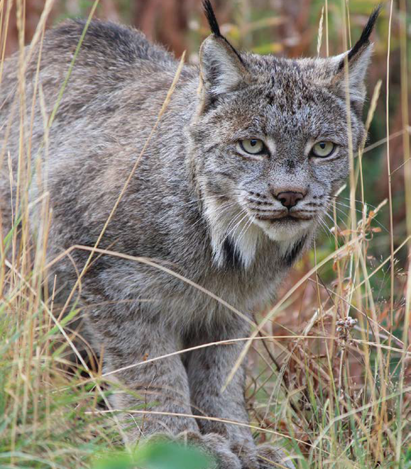 défaut d’en voir un en bordure de la route, vous pourrez observer le lynx du Canada à la Yukon Wildlife Preserve. - Camping Caravaning
