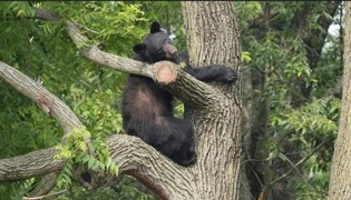 Un ours noir attaque une fillette de 3 ans dans une tente au Montana